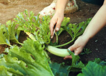 Agricola Internazionale